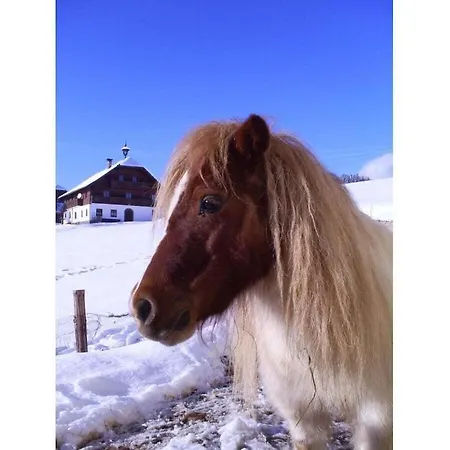 Hirterhuette Familie Gsenger Nyaraló Abtenau