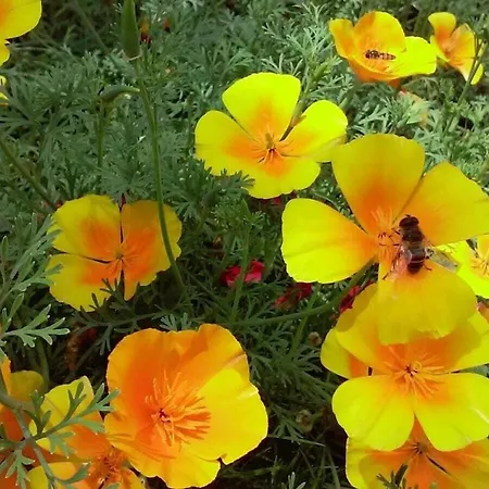 別荘 Hirterhuette Familie Gsenger アプテナウ